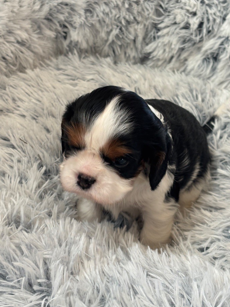 Du Mas De Rosy - Chiot disponible  - Cavalier King Charles Spaniel