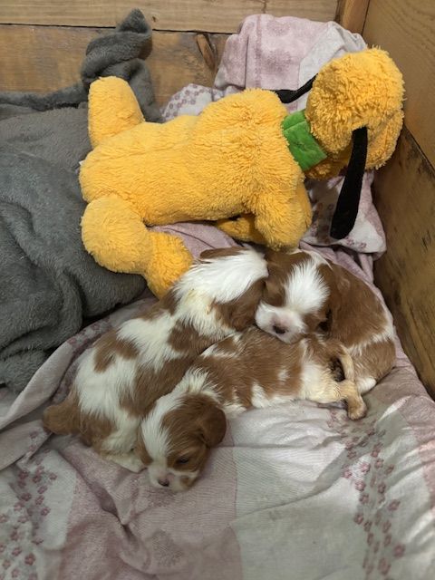 Chiot Cavalier King Charles Spaniel Du Mas De Rosy