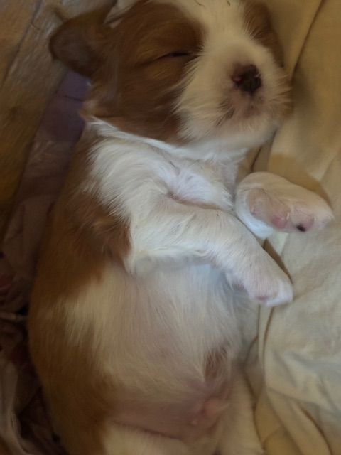 Du Mas De Rosy - Chiots disponibles - Cavalier King Charles Spaniel
