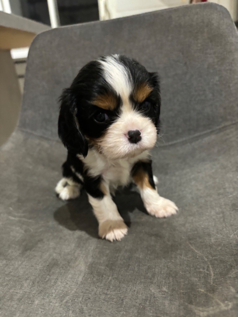 Du Mas De Rosy - Cavalier King Charles Spaniel - Portée née le 02/11/2023