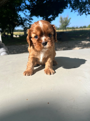 CHIOT