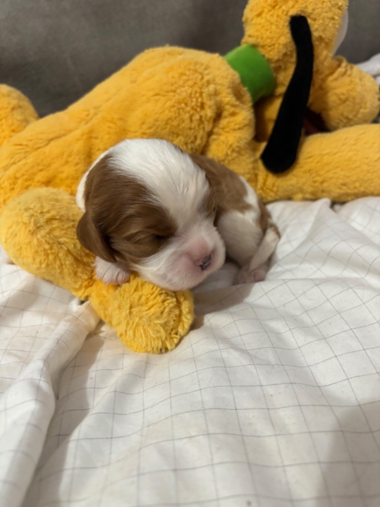 Du Mas De Rosy - Cavalier King Charles Spaniel - Portée née le 02/11/2023