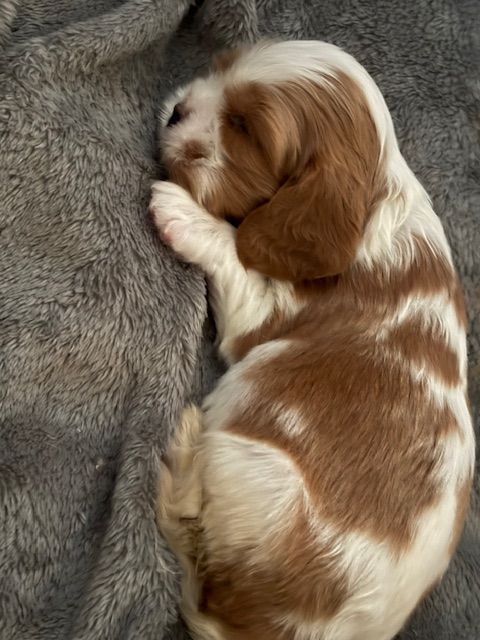 Du Mas De Rosy - Chiots disponibles - Cavalier King Charles Spaniel